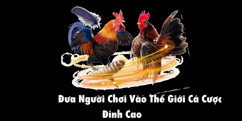 Danh sách các hình thức đá gà Winbet