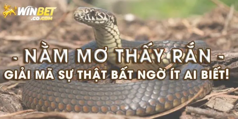 Mơ Thấy Rắn Đánh Con Gì? Giải Mã Chi Tiết Từ Winbet