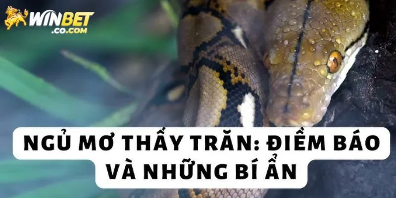 Winbet Giải Mã Giấc Mơ Thấy Trăn Và Con Số May Mắn Đánh Lô